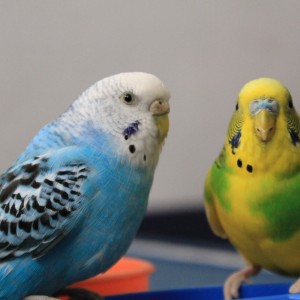 30062022-IMG_5465La Caìda del Agua. 3